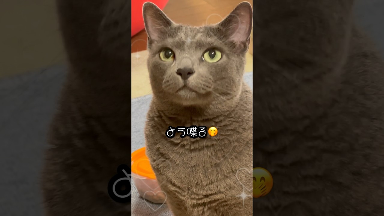 【ロシアンブルー】めろん、今朝もお喋りです🤭【猫】#shorts