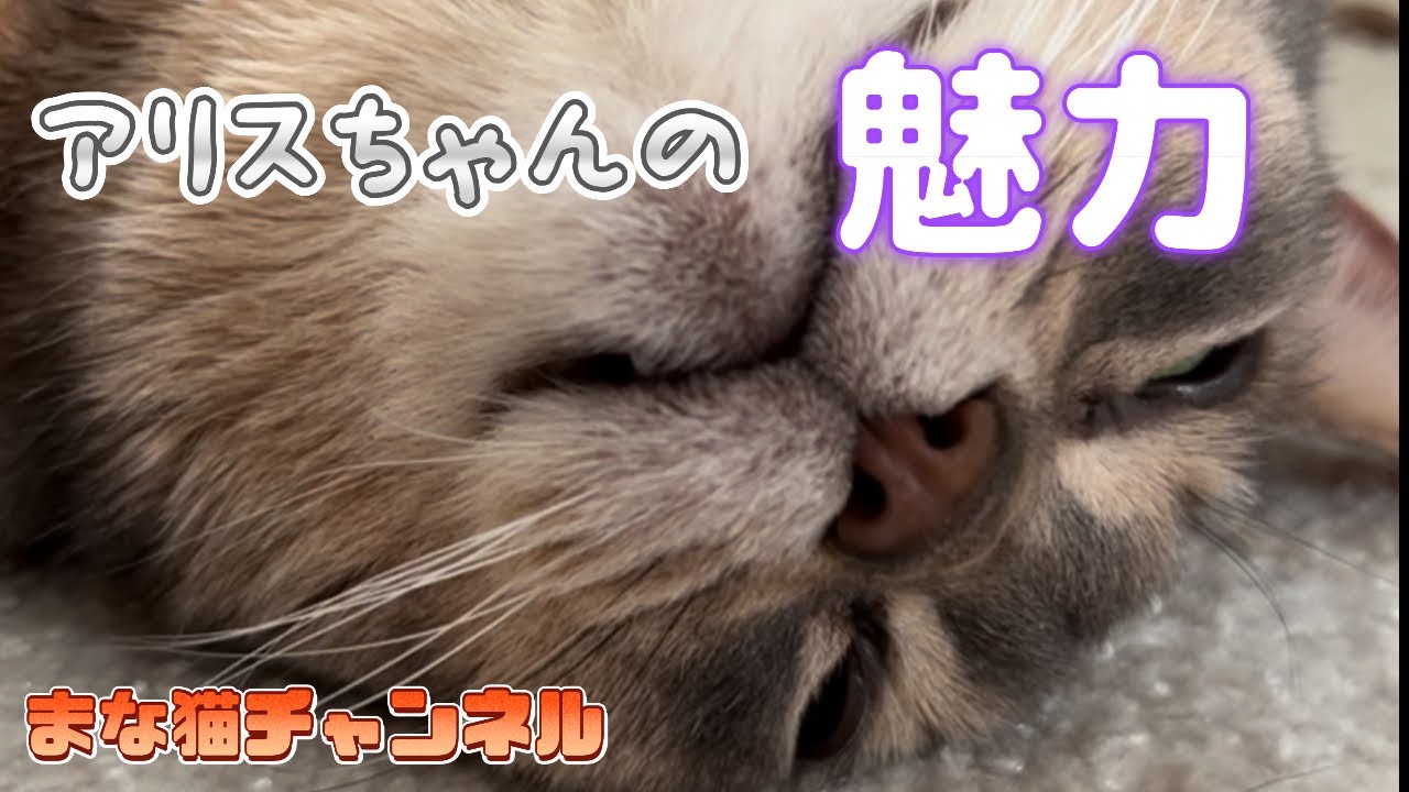 アビシニアンのアリスちゃんの魅力 #猫動画 #アビシニアン #cat #まな猫