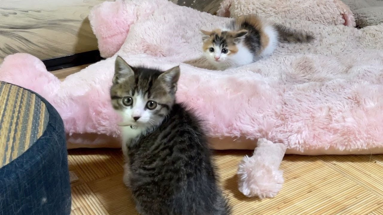 【後から保護した子猫】先に保護した子猫と先住犬を対面させたらこうなりました。