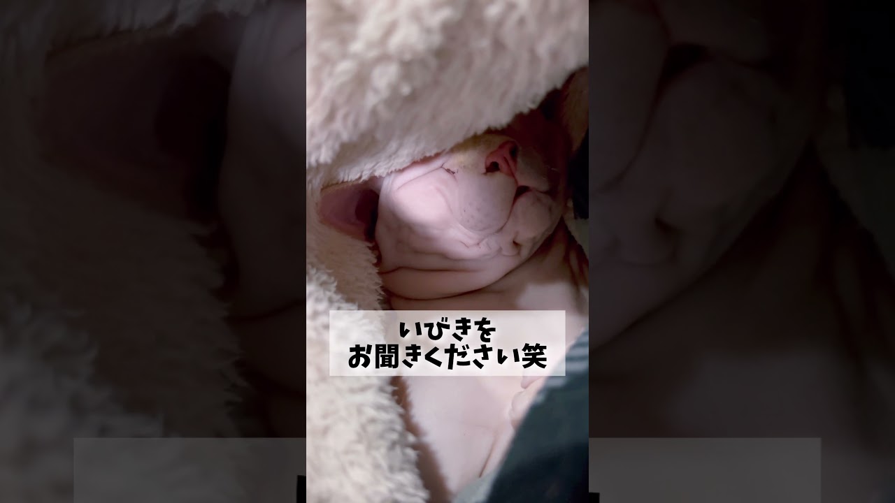 【ASMR】無毛猫スフィンクスのイビキをお届けします