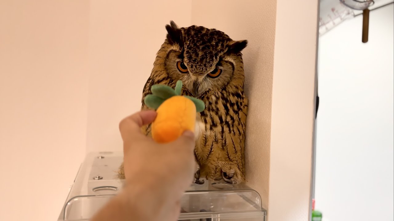 #802 フクロウの床暖房システム Underfloor Heating System for Owl 【ベンガルワシミミズク】