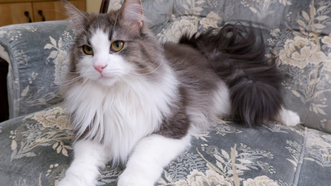 【突進‼︎】トンネルで突進してくるノルウェージャンフォレストキャットがかわいい💖