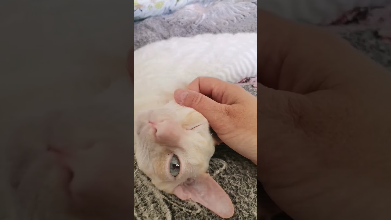 Cat breed Cornish rex