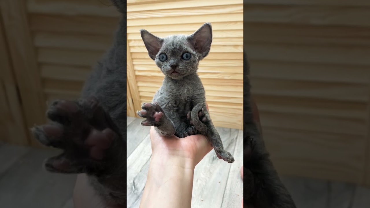 Oh my God, this is the cutest Devon Rex in the world #shorts #devonrex