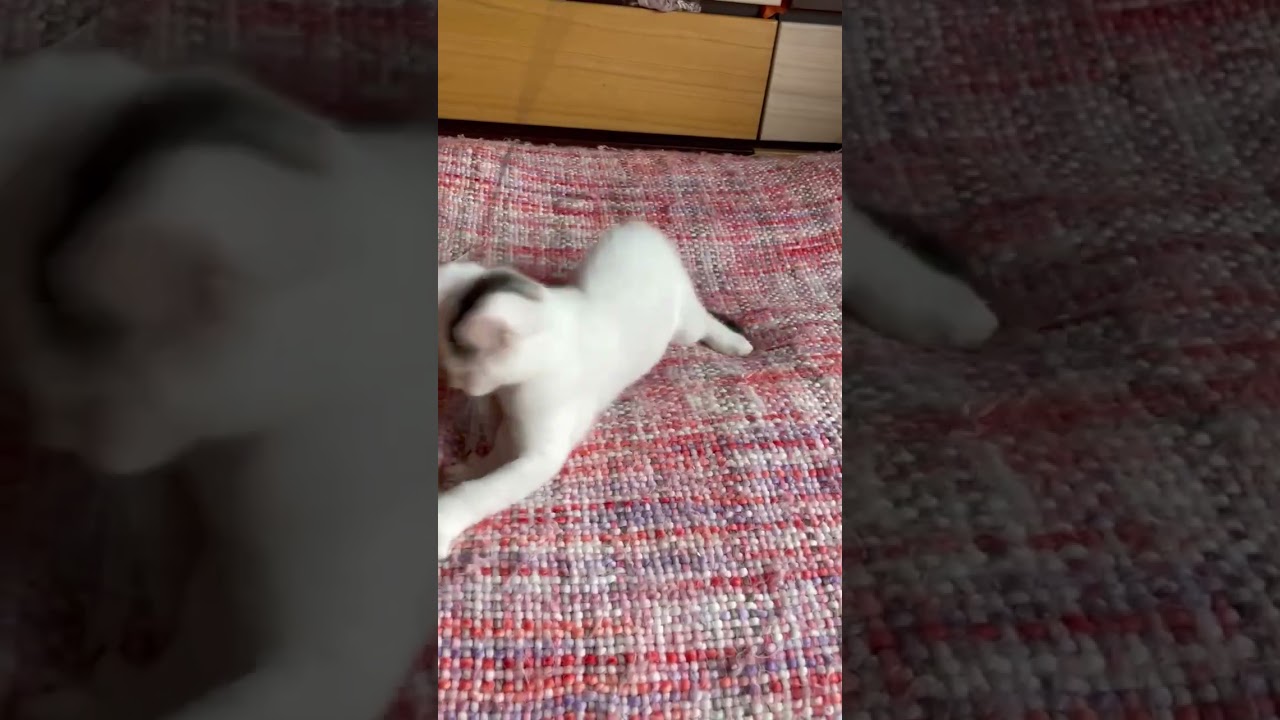 メインクーン 元気いっぱいでのすくすく成長中の男の子です！