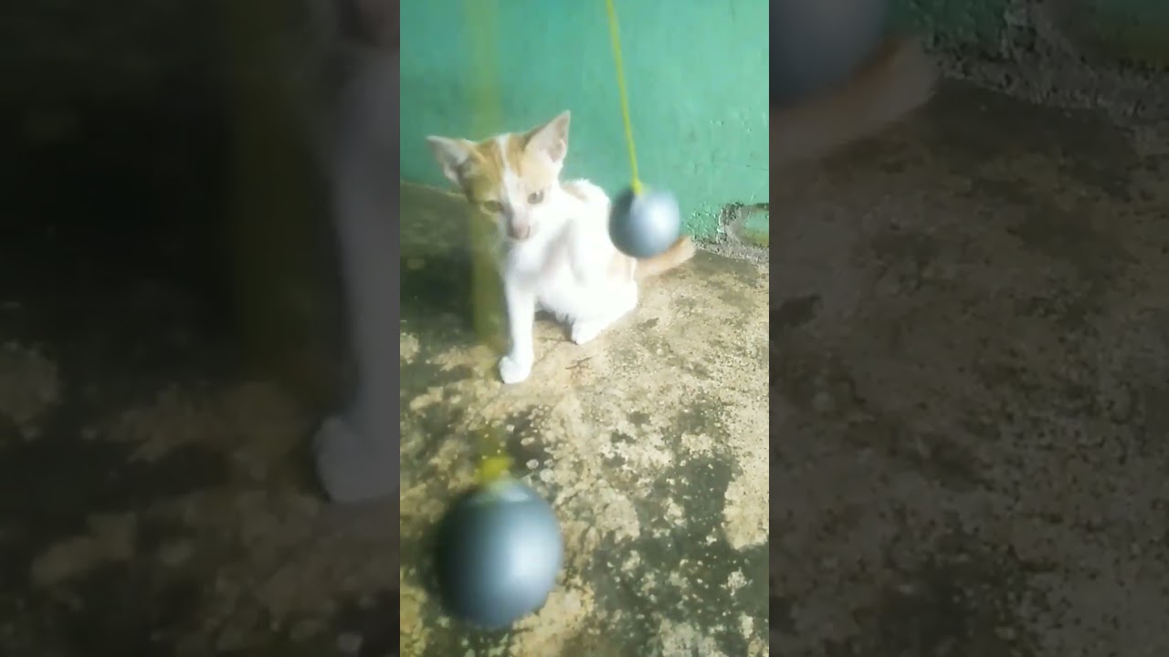 kitten is playing lato-lato #shorts #cat #babycat