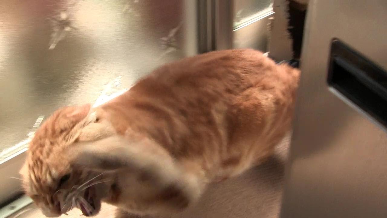 本気で怒る茶猫