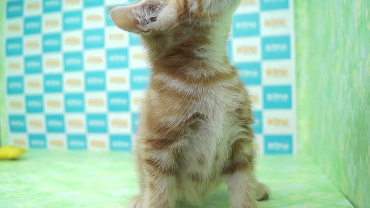 【きくちペット】 子犬子猫№14460　アメリカン・ショートヘアー