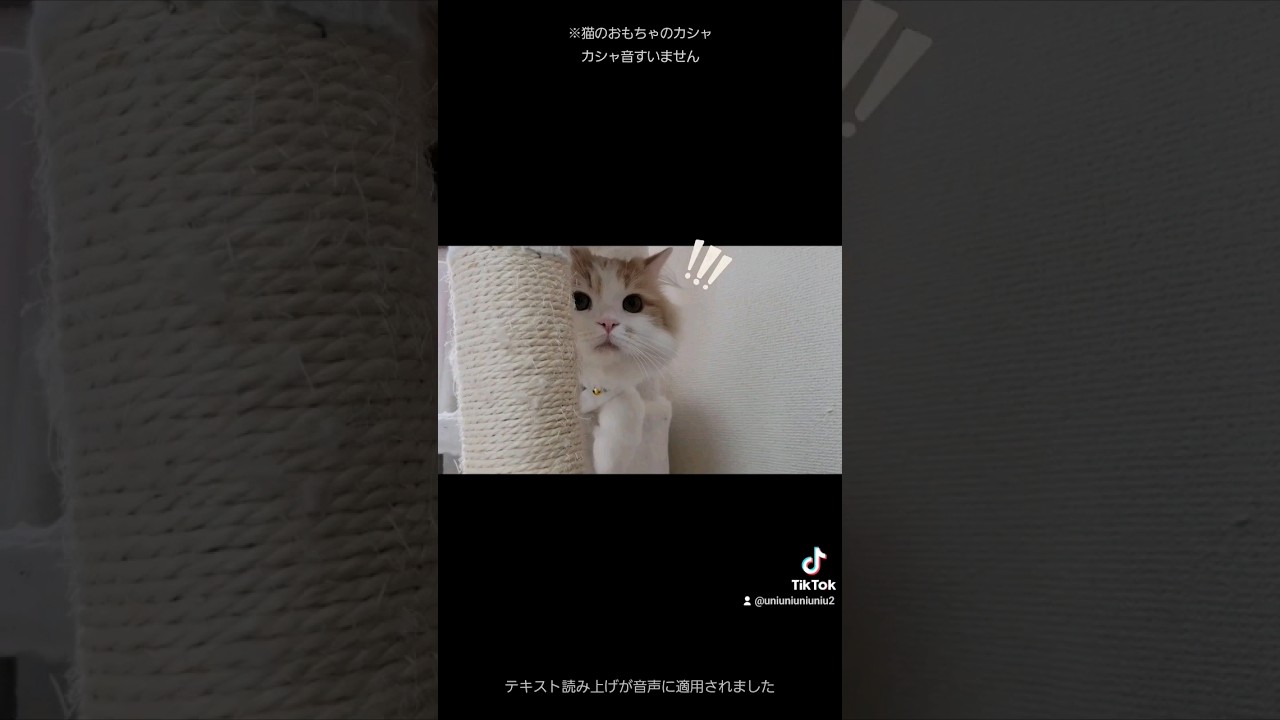 暇そうな子猫を呼んでみた #ラガマフィン #猫動画 #cat #子猫 #サマーカット