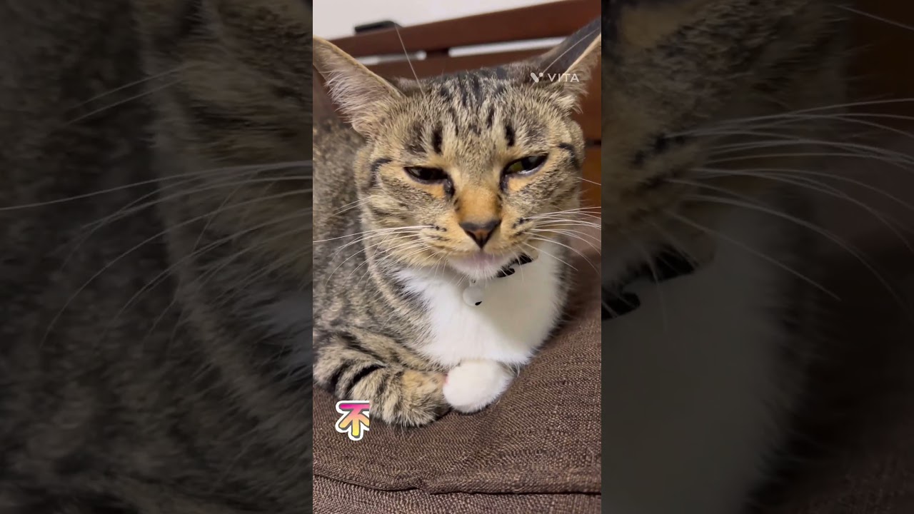 イタズラして怒られたから不貞腐れた猫さん #cat #cute