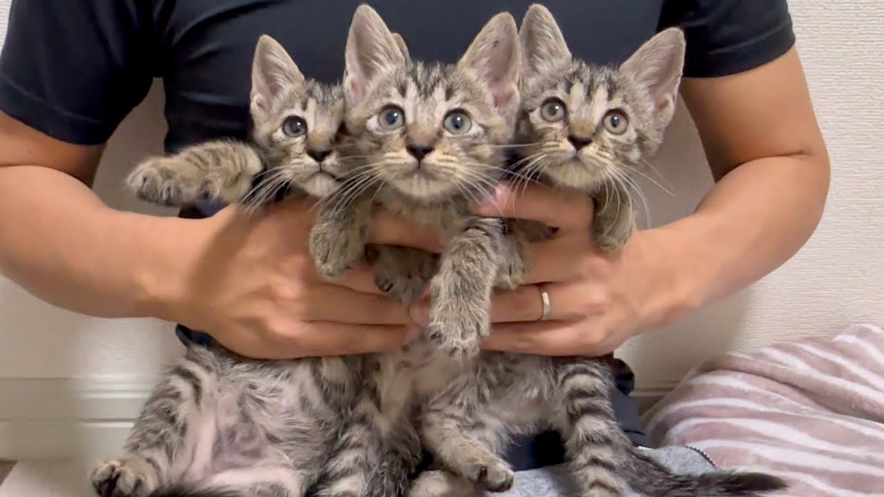 保護した子猫のお顔が一緒で困ってます。