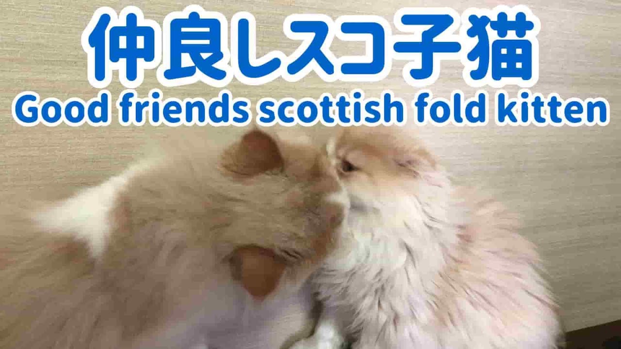 かわいいスコティッシュフォールド子猫動画 cute scottish fold kitten video