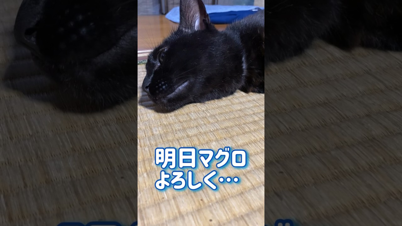 ファンサービスにお疲れ気味の黒猫 #黒猫ジッくん #黒猫の日常 #凶暴猫 #猫の癒し