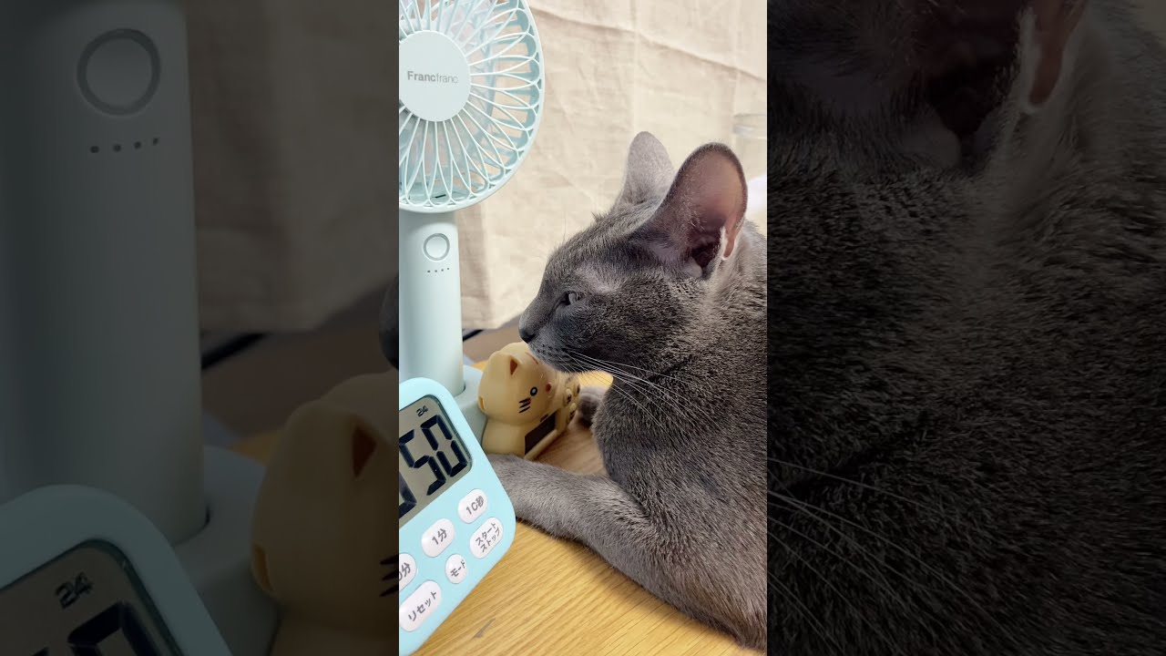 Cat's Favorite Cat-Shaped Kitchen Timer #shorts