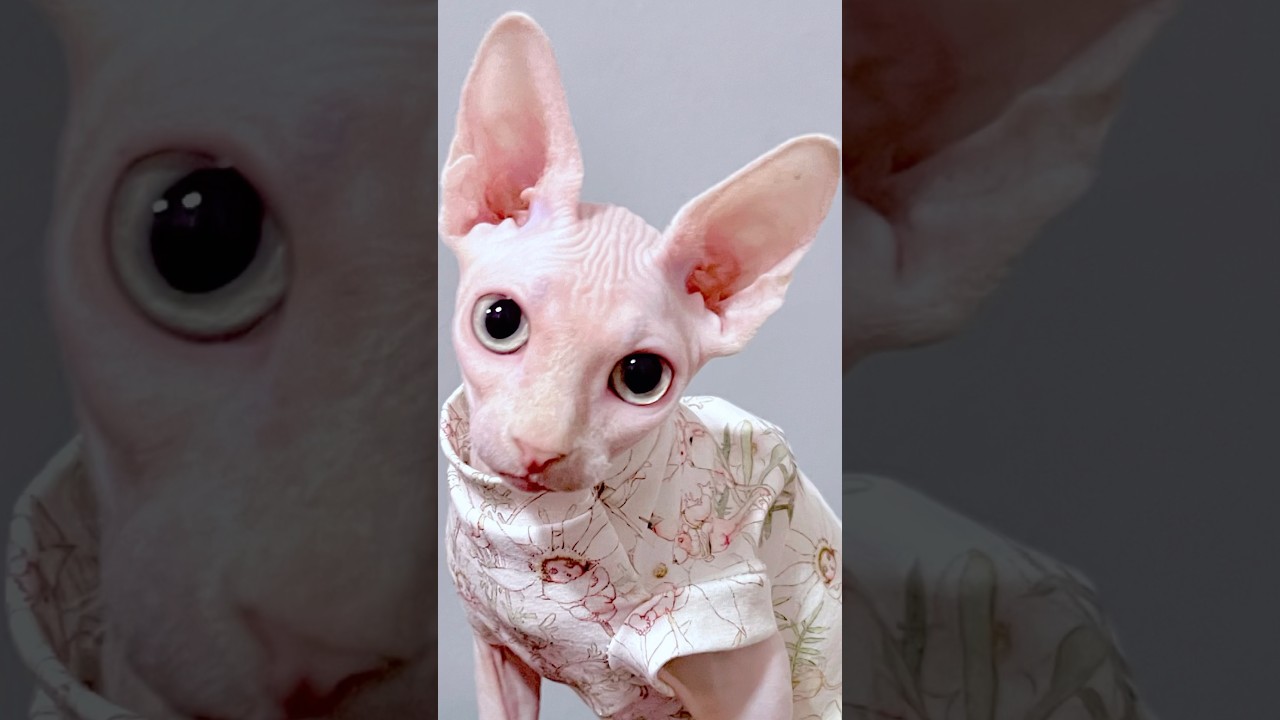 天使のような毛のない猫【スフィンクス猫】