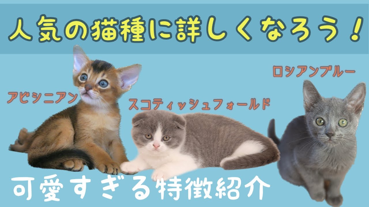【癒し】可愛い猫に癒されながら特徴に詳しくなろう！