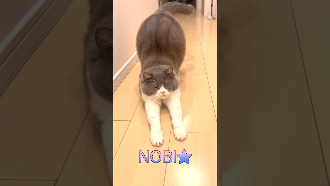 【お出迎え猫】283日目🐯「整いましたにゃん✨」#お出迎え猫 #猫のいる暮らし#現場猫