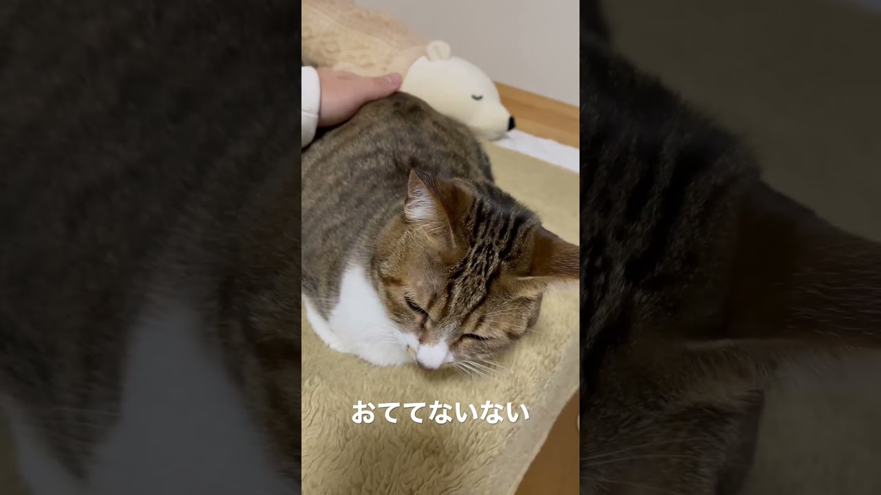 朝のあおいちゃん。おててないない