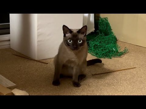トンキニーズ【2023/07/09】