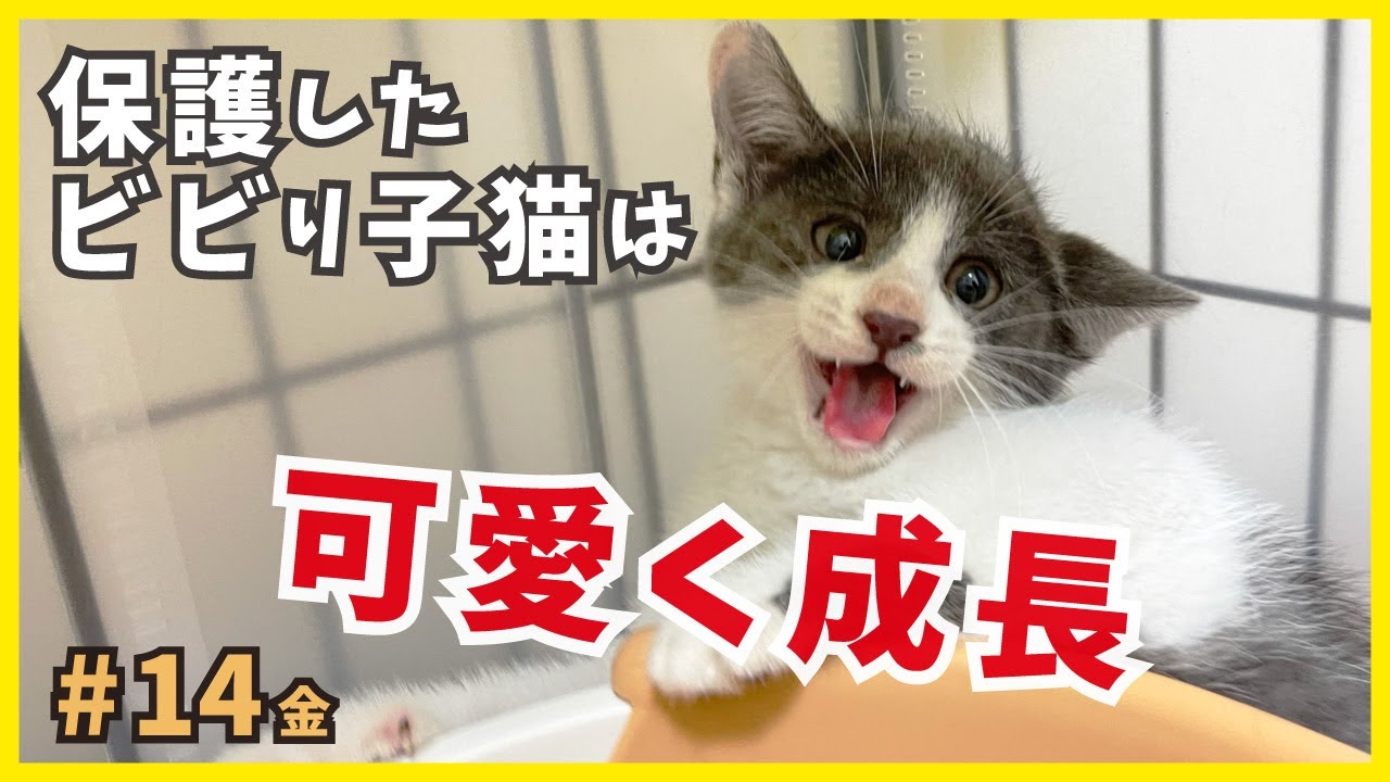 【保護 子猫】威嚇・ビビっていた子猫の成長をご覧ください。可愛い癒しが沢山♪【博多弁を喋る猫・金14】/ timid kitten grows cute