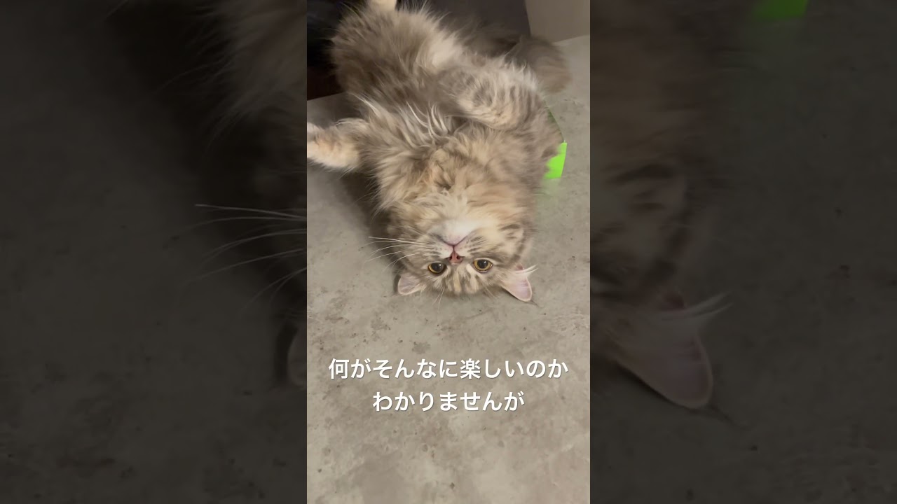箱の蓋に大喜びするラガマフィン #猫のいる暮らし #子猫動画 #猫動画