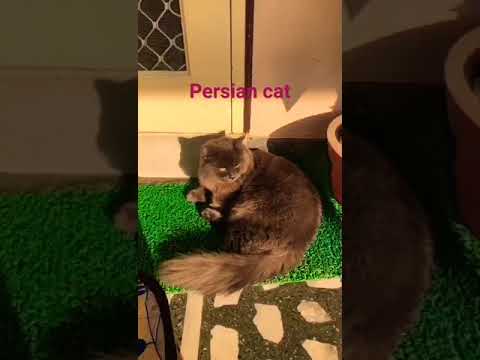 (cat breeds 🐈 Havana brown)