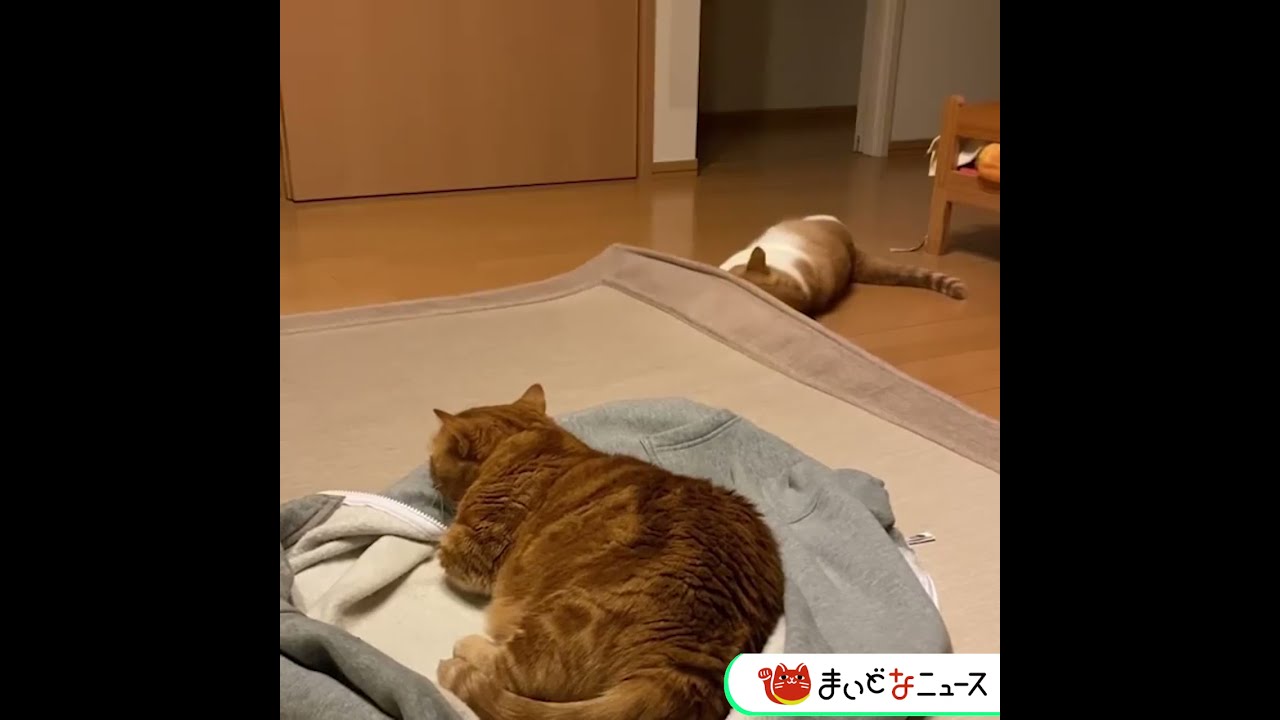 床に隠された秘密が・・・？　The secret on the floor