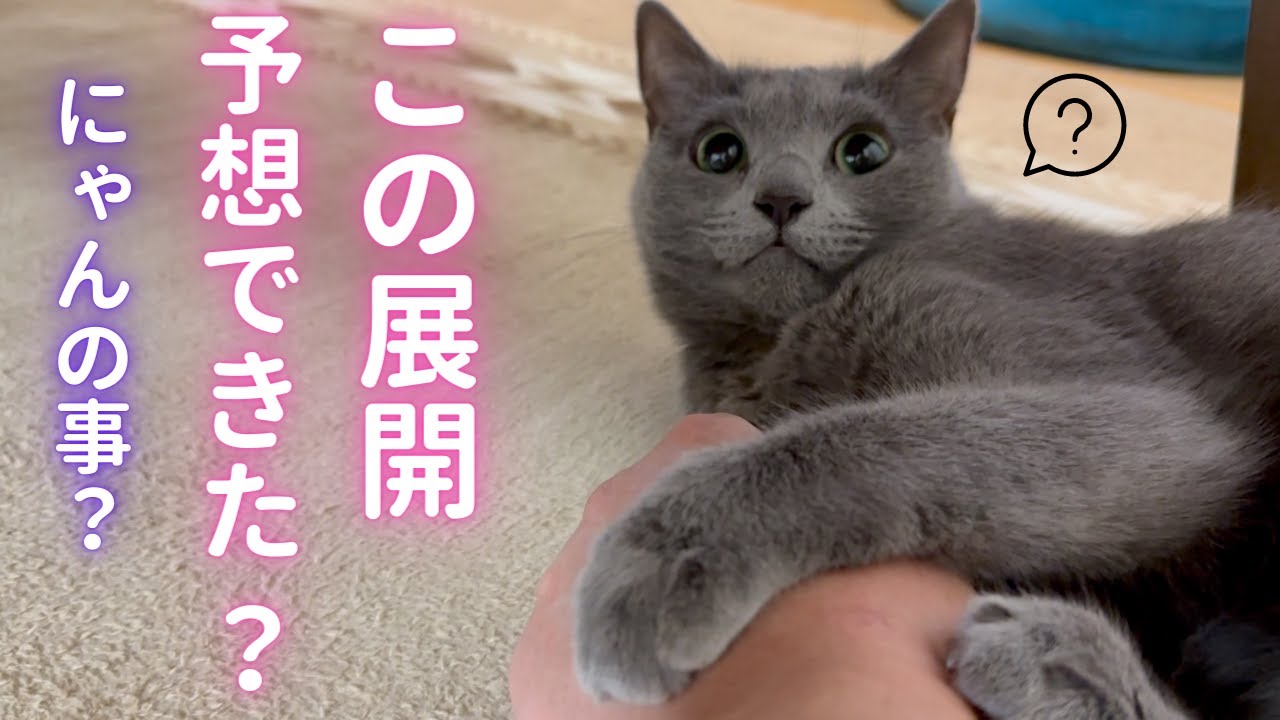 仲良しな(？)2人の驚愕の結末（ロシアンブルー）