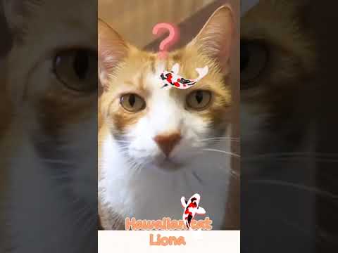 錦鯉が沢山いる池に浮いてみたでぶ猫 koi and cat #shorts #tiktok