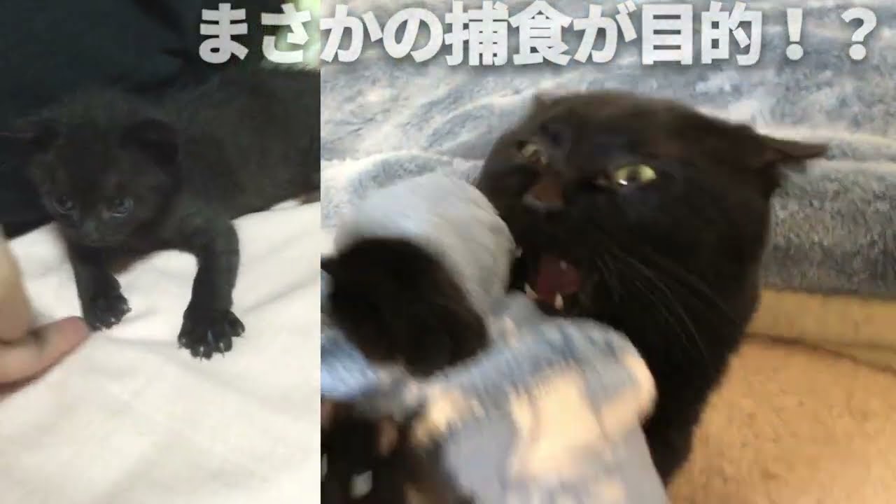 クロ23日目　～あおむけのポーズ