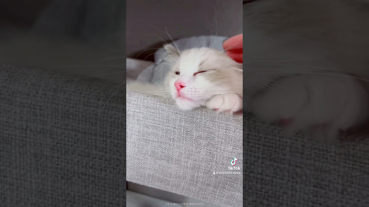 この表情見てたら遅刻しかける飯使い #猫 #ラグドール #cat #子猫 #ねこ #ねこのいる生活 #ラグドール子猫