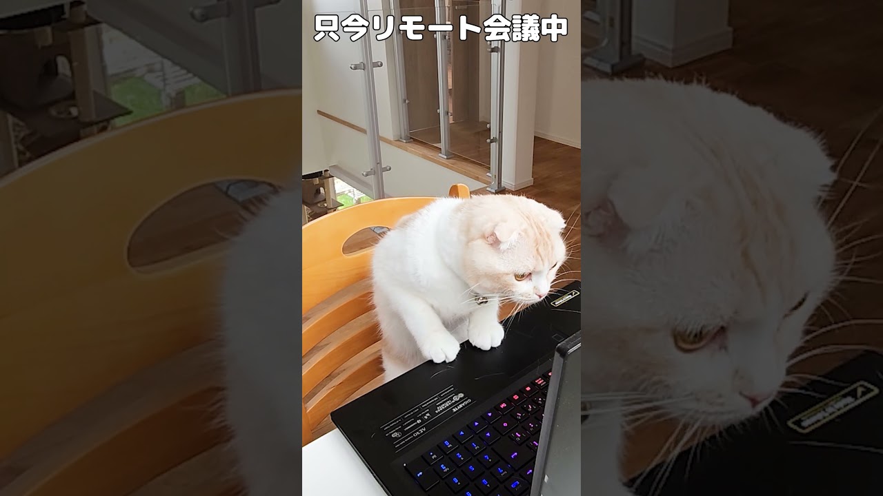 【在宅勤務】トイレから戻ると会社の会議に参加してた猫がこちら