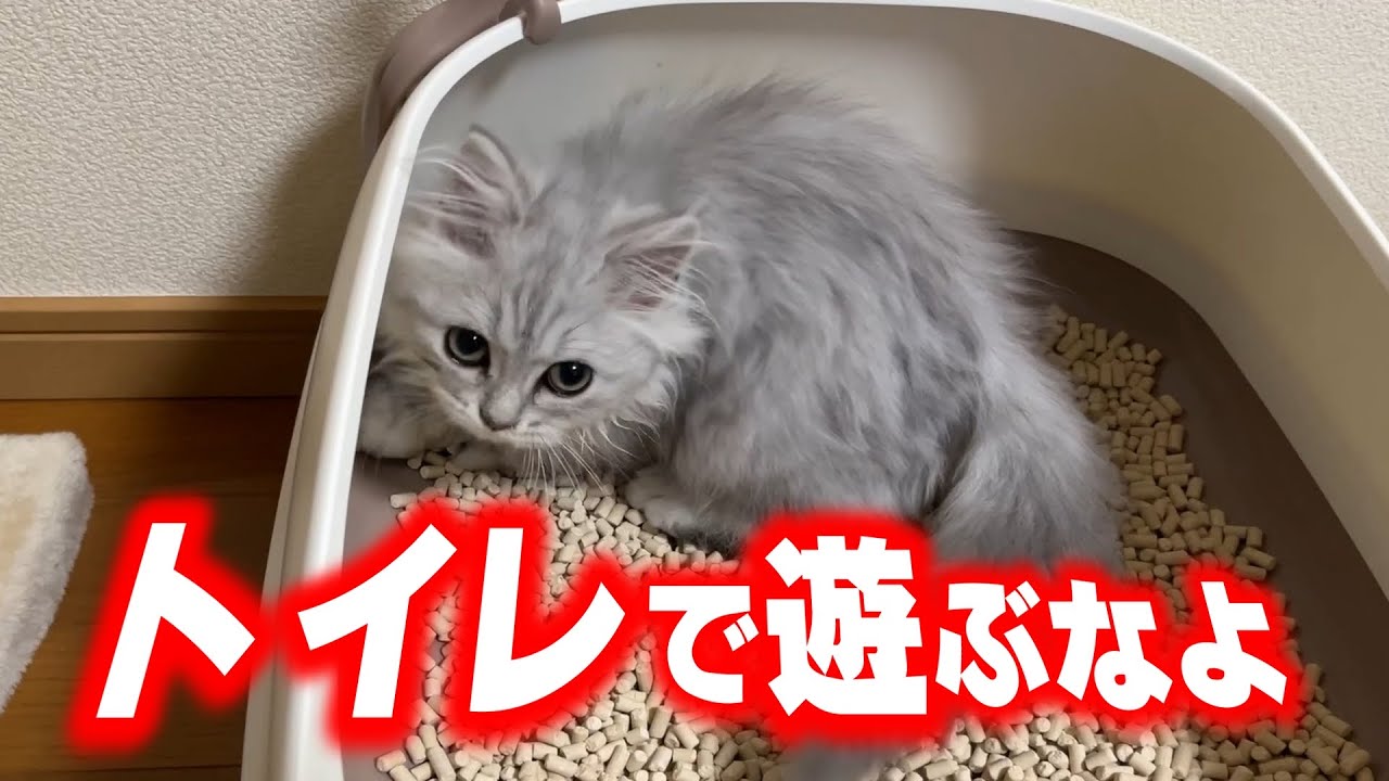 トイレでやりたい放題するマンチカンの子猫