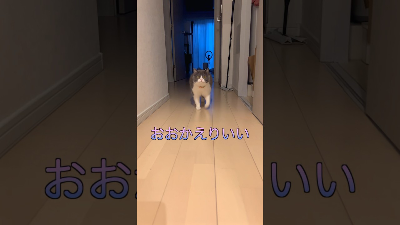 🐯「私は最強♡」#お出迎え猫