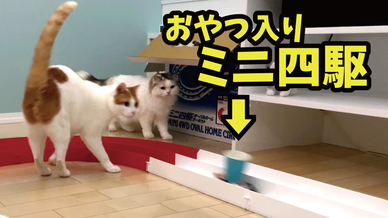 爆走する車に乗ったおやつを追いかける猫【関西弁でしゃべる猫】
