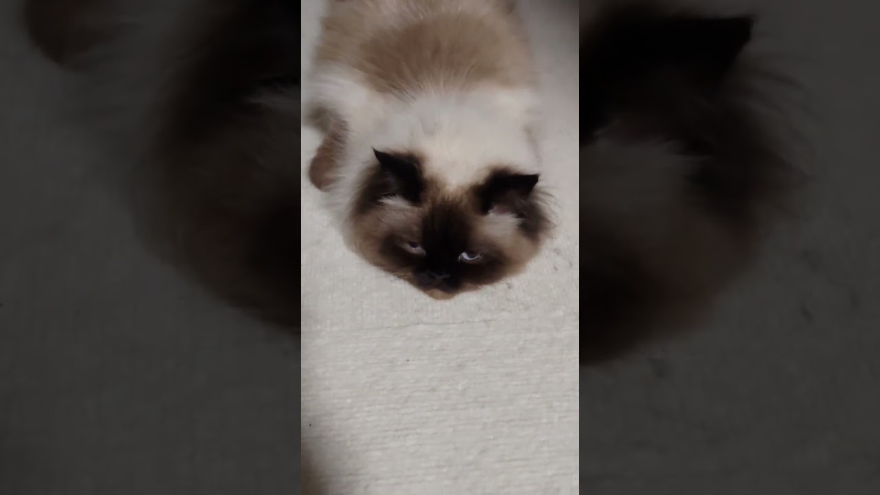 【ヒマラヤン】ツチノコかと思ったらただの可愛い猫でした #ヒマラヤン #ペット #ペルシャ #猫