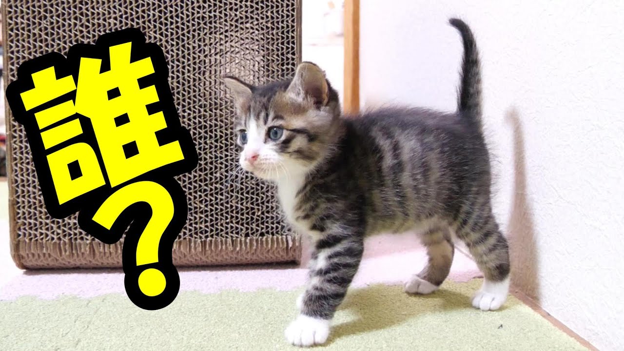 ミルクを飲んでる間に部屋を奪われてしまう子猫【赤ちゃん猫　保護猫】