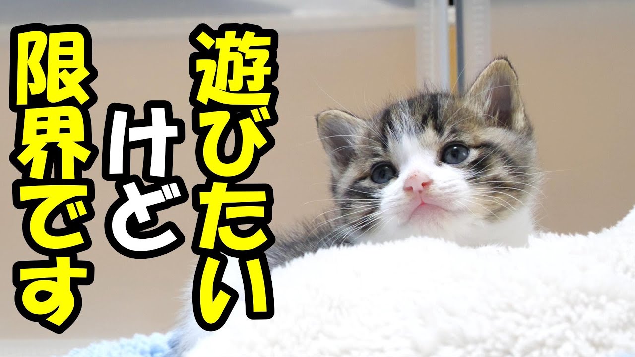 お腹いっぱい過ぎる子猫は遊びたいけど眠さが勝つ【赤ちゃん猫　保護猫】