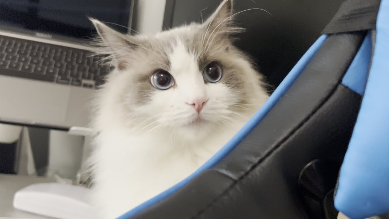 ラグドール猫のため息が止まらずとんでもないことになりました。