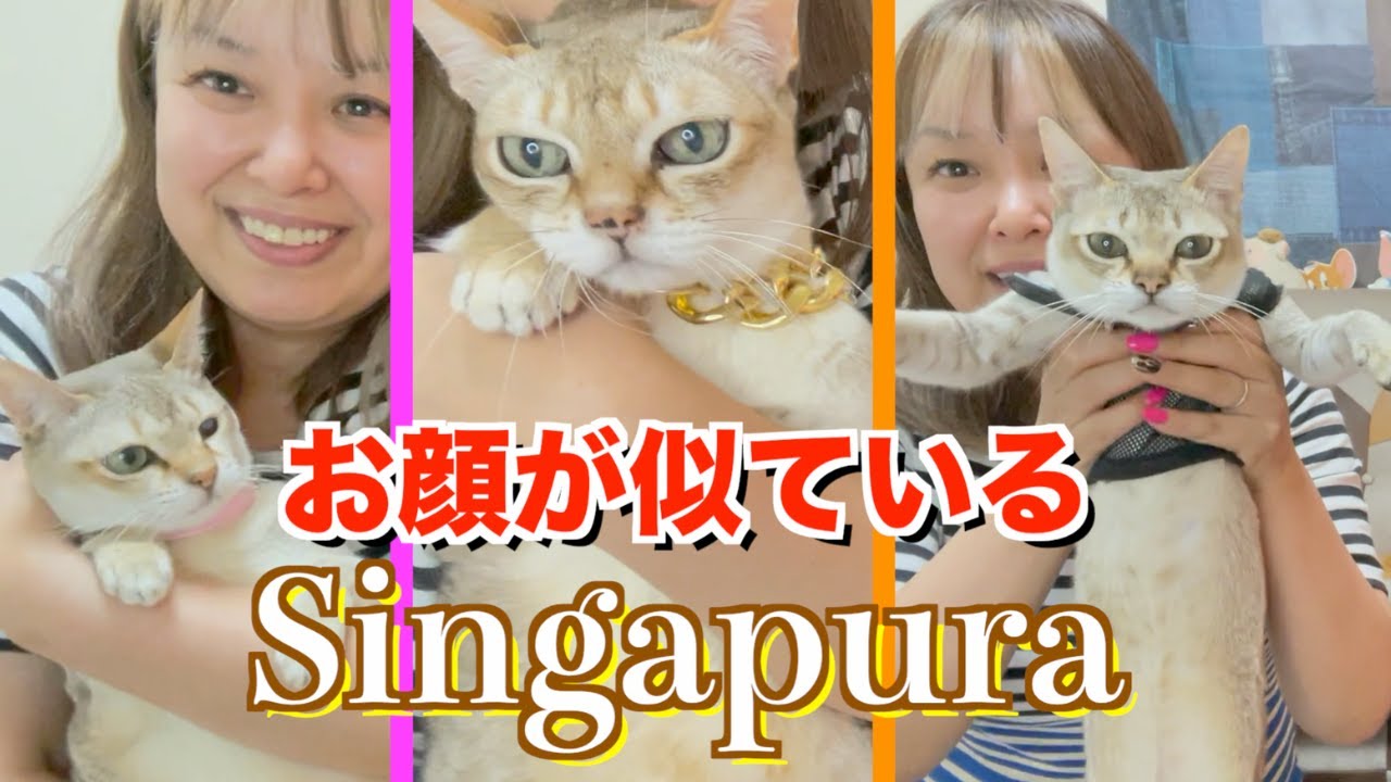 【シンガプーラ】見分けられない！とのお声あり　改めてニャンズご紹介