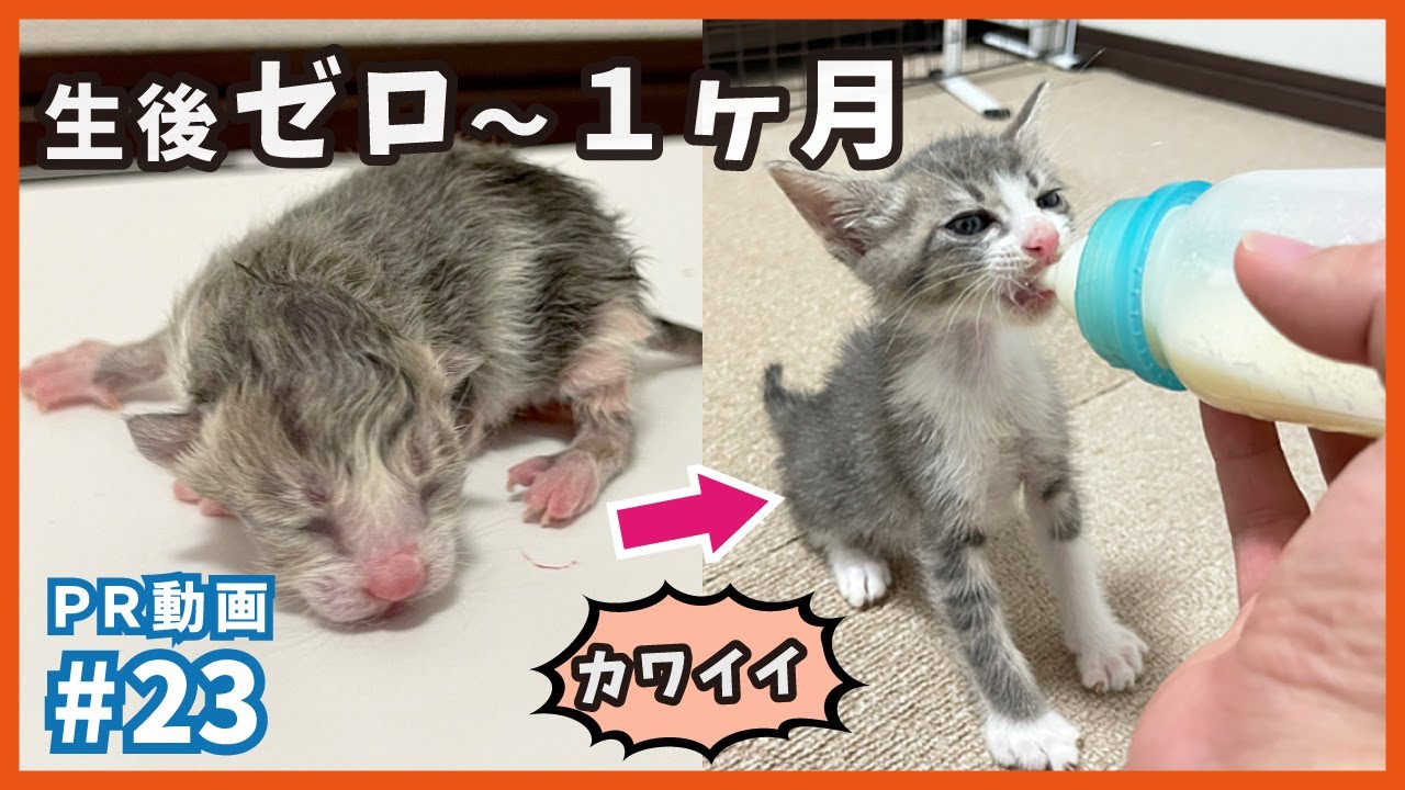 【子猫 成長記録】猫の赤ちゃんが、誕生してから可愛くなるまでの１ヶ月間【梅家編7・PR23】kitten