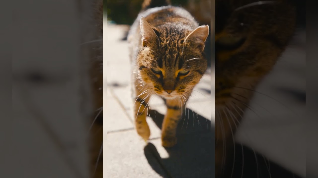 Why This Expensive Brown Cat Is the Talk of the Town#shorts