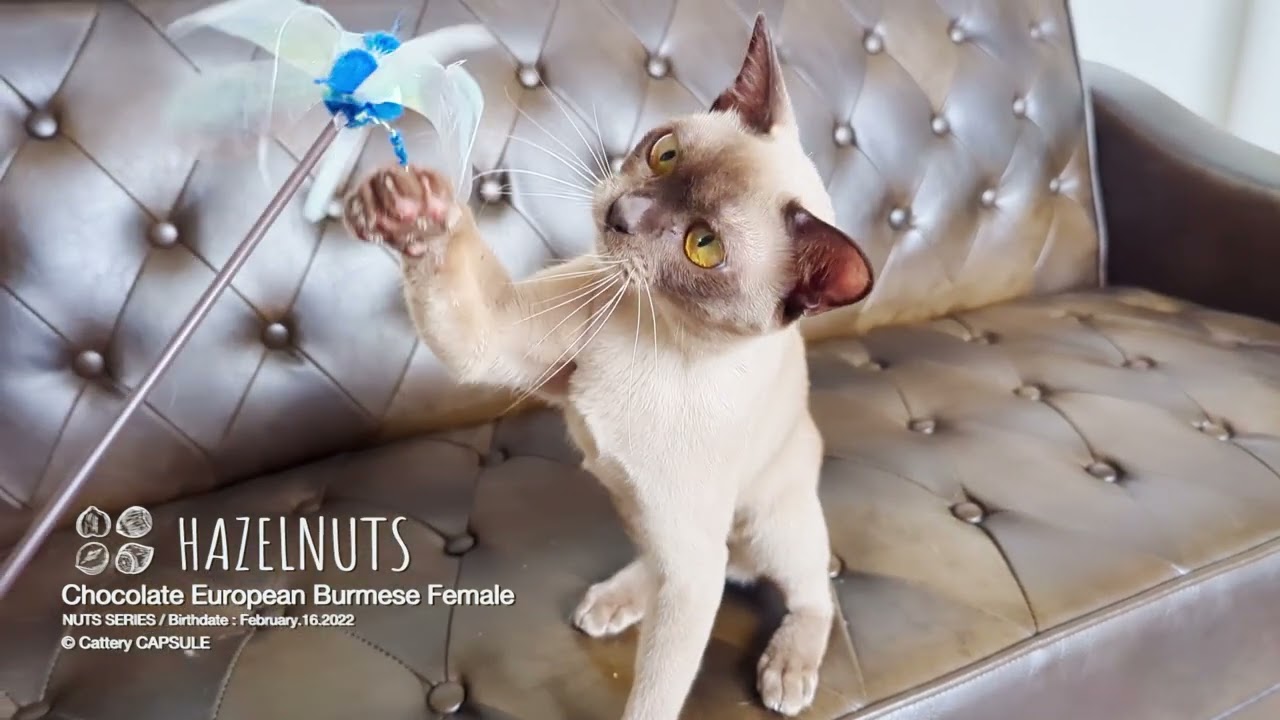 ヘーゼルナッツ and マリベル★ヨーロピアンバーミーズ★Cattery CAPSULE
