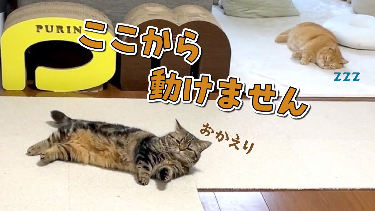 寂しがり屋の愛猫が心配で早く帰ったらこうなってました…w