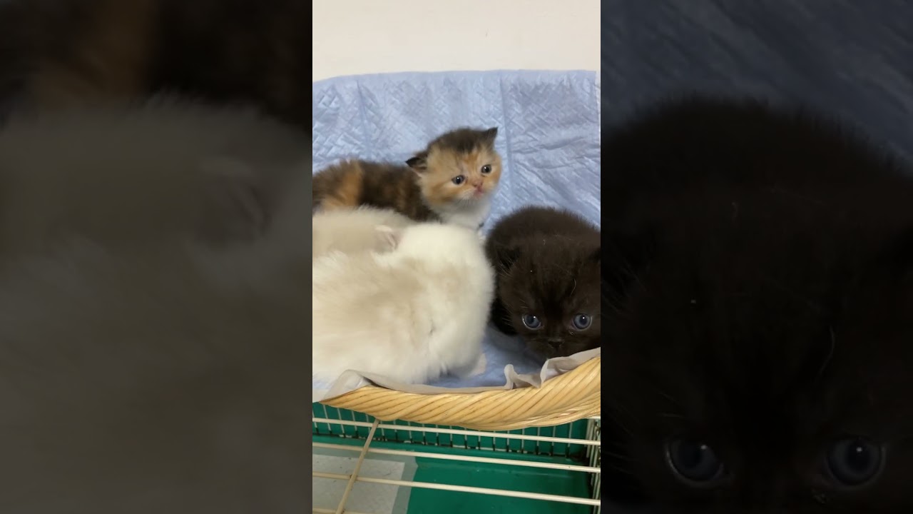 エキゾチックショートヘア×キンカロー・ミヌエット子猫