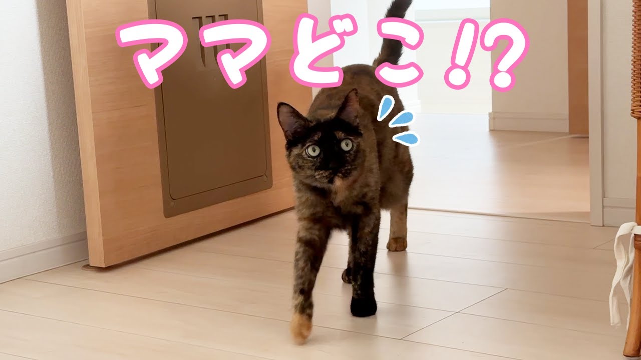 久々にかくれんぼしたら見つけるのに苦戦するサビ猫が可愛すぎる！！
