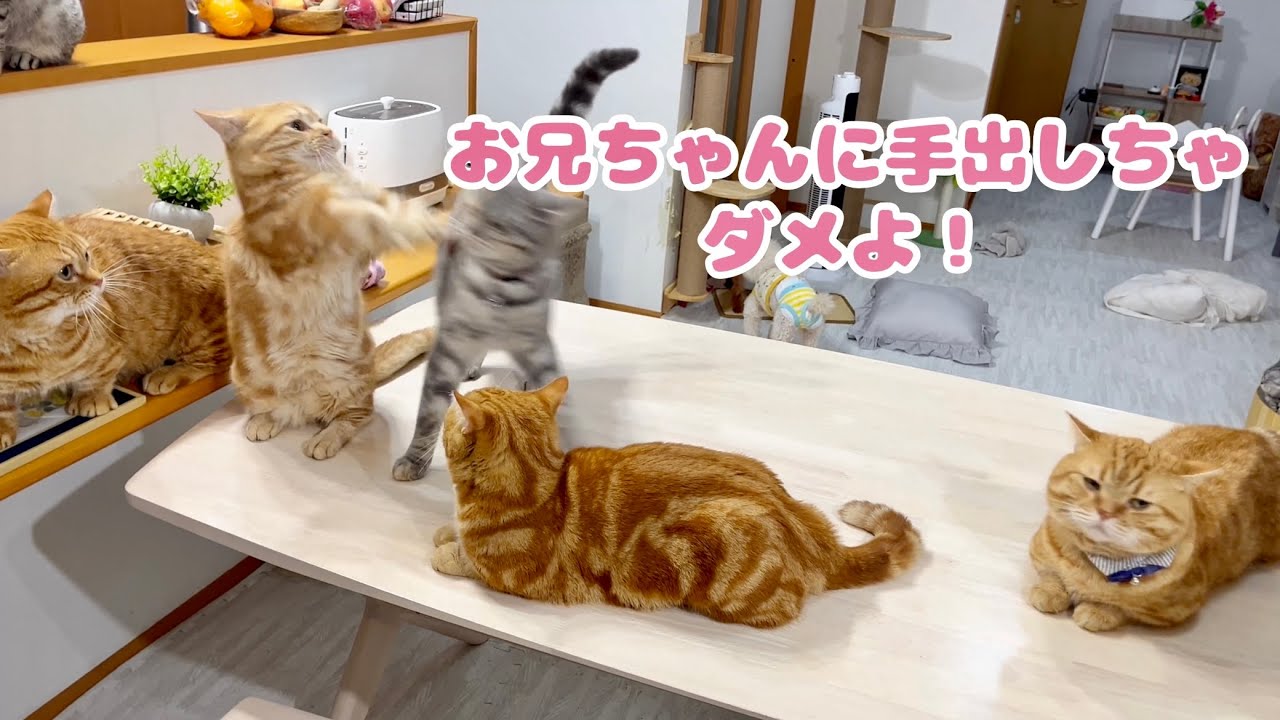 ぽちゃくんにちょっかい出して怒られるクロくんとちゃーぼー。