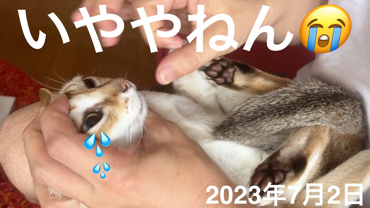 耳掃除が嫌で情けない声で逃げ回っちゃう😨シンガプーラ「にゃあ」：2023.07.02  #耳掃除 #シンガプーラ #猫
