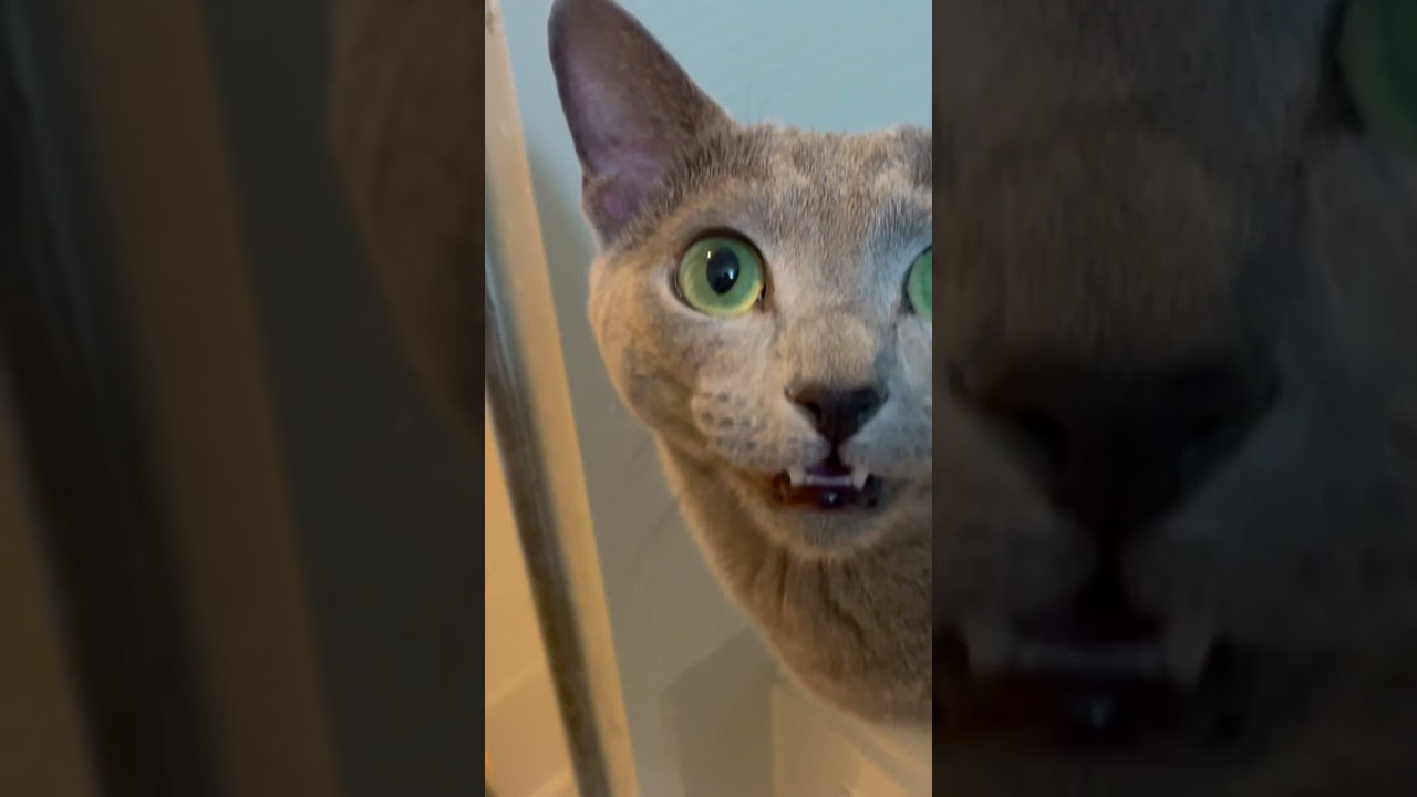 お風呂のドアを開けると毎日入って来ます。そして脚が濡れたと文句言いながら出ていく猫…【ロシアンブルー】#Shorts