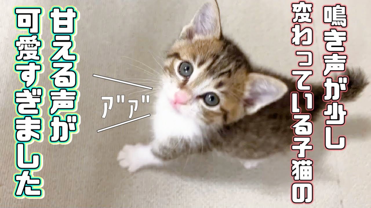 【保護猫】子猫が甘える時の鳴き声が可愛いので集めてみました